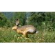 TINTA SPUMA 3D TARGET RUNNING HARE