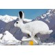 SRT RUNNING WHITE HARE TINTA SPUMA 3D TARGET