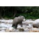 TINTA SPUMA 3D TARGETS 3-D SRT  BEAR CUB