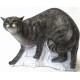 TINTA SPUMA 3D TARGETS 3-D SRT WILD CAT WALKING