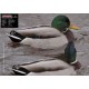 TINTA HARTIE DUCK REAL FOTO