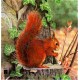 TINTA VEVERITA SQUIRREL